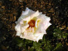 White Rose - Cancer